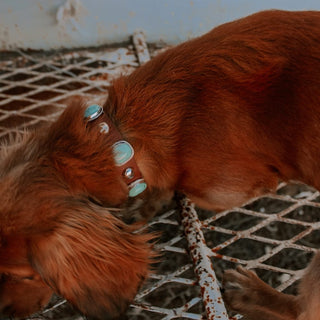 RTS ★ Barkin' Mad 6 Stone Dog Collar