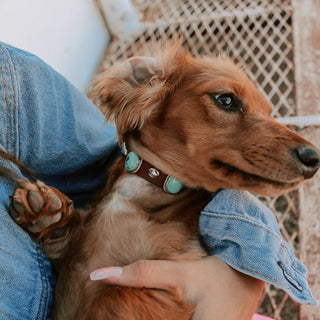 RTS ★ Barkin' Mad 5 Stone Dog Collar